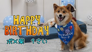 [HappyBirthday] ポメ柴コンソメ さいのお誕生日会