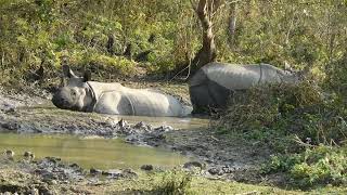 safari at meghauli, chitwan