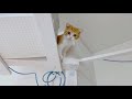 【猫動画】子猫が落ちないかハラハラします