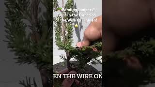 Don’t just Bend Juniper Bonsai. Also Twist.?? juniper gardening bonsai