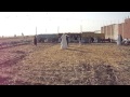 افراح بيت ابو هلال بيت علام 1