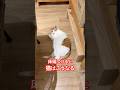 床暖つけると猫はこうなる#猫のいる暮らし #猫動画 #床暖