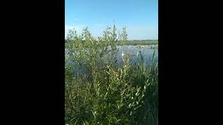 cisnes silvestres en Ucrania