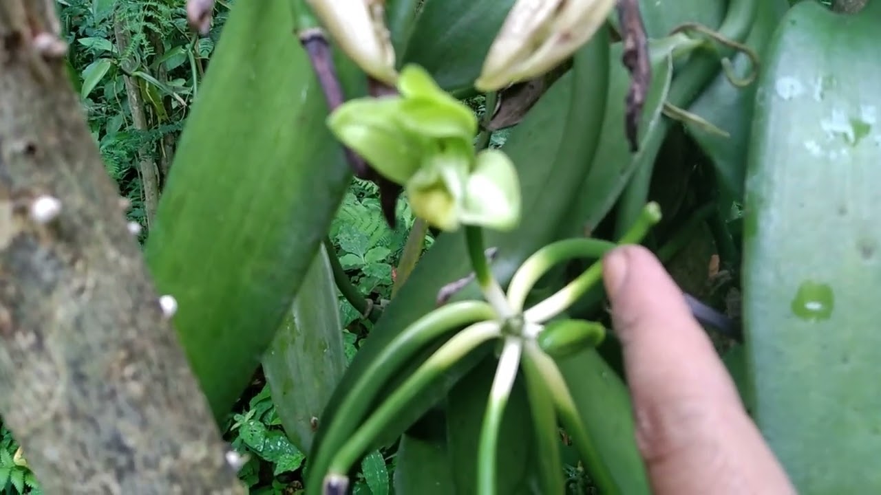 ciri ciri bunga vanili yang berhasil dikawinkan ] penyerbukan/polinasi vanili