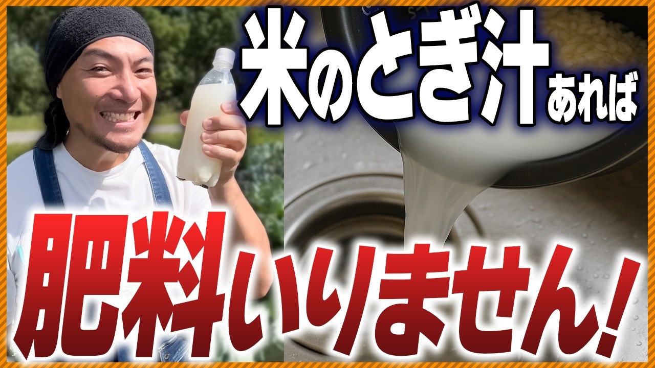 【知らなきゃ損】毎日捨ててる米のとぎ汁が最強肥料に！野菜が化ける禁断の作り方