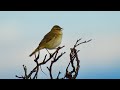 Willow Warbler Song. Løvsanger lyd. Pajulintu ääni. Fitis Gesang