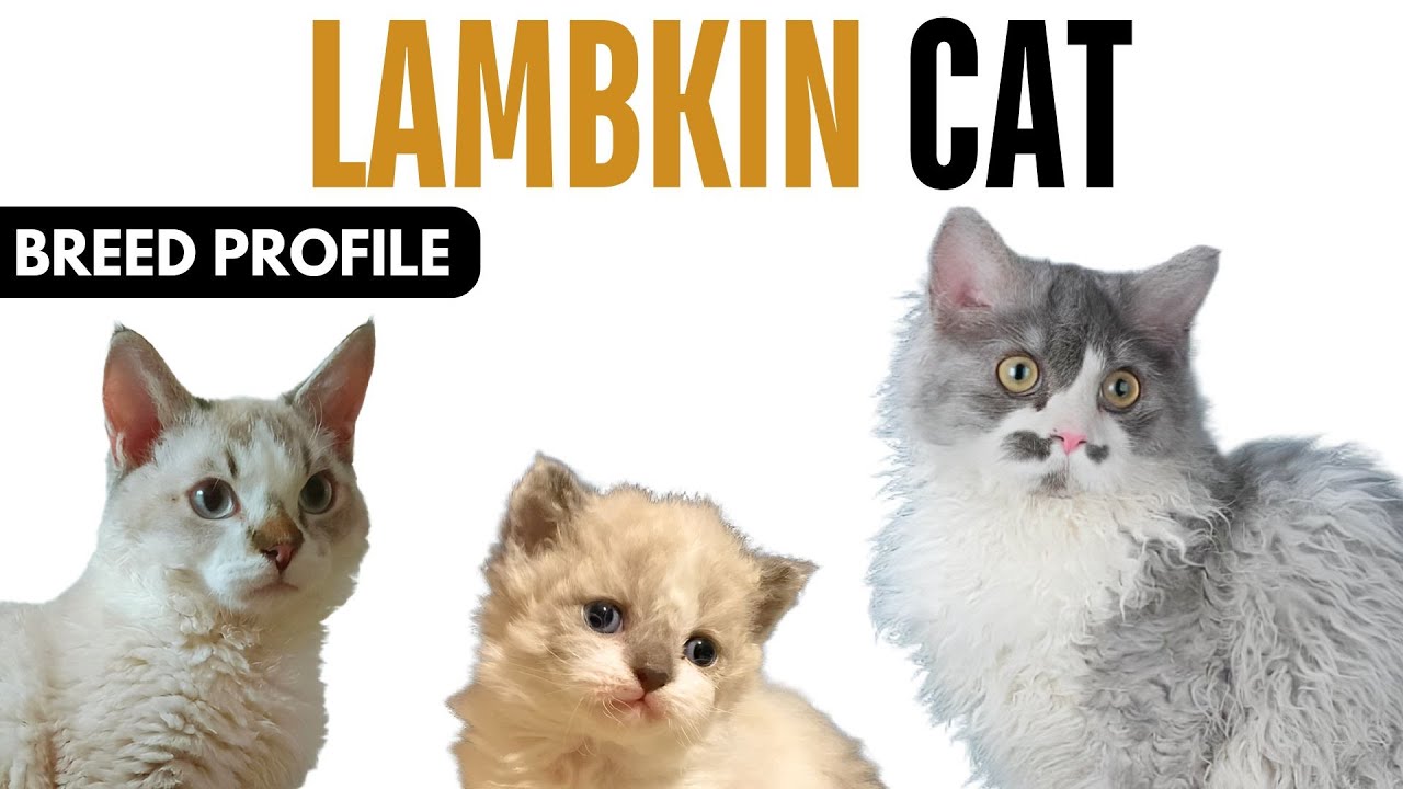 Lambkin Cat Breed Profile History - Price - Traits - Lambkin Cat Grooming Needs - Lifespan