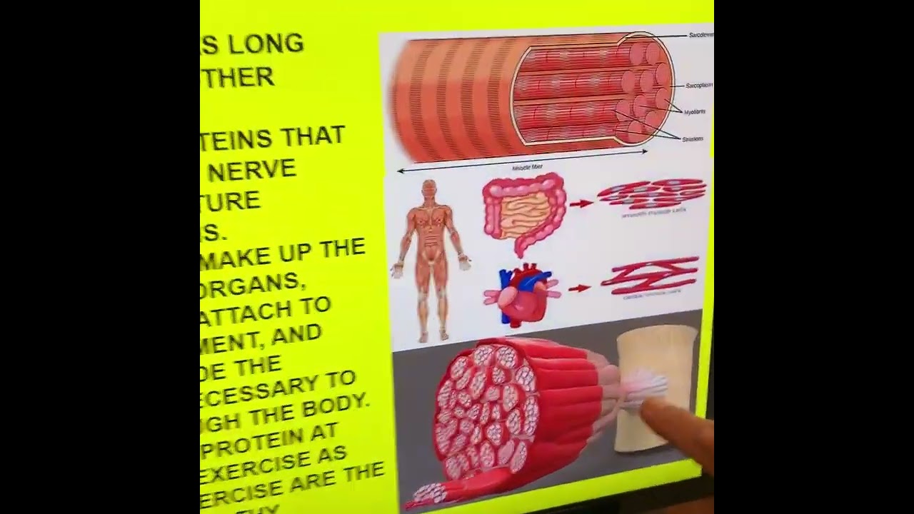 Dr  David Heber on Instagram   UNDERSTANDING MUSCLE 1  MUSCLE CELLS ARE DIFFERENT  Welcome to a new