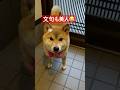 #柴犬 #柴犬のいる暮らし #dog #しばいぬ #cute #癒し #shibainu #かわいい犬 #心亜 #美人 #美犬