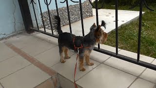 Yorkshire Terrier & Pekingese by Dmitriy Leonov 311 views 4 years ago 51 seconds