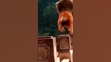 #vrindavan#short#vidio#reels#youtub#chanal# monkey #funny #shortvideo