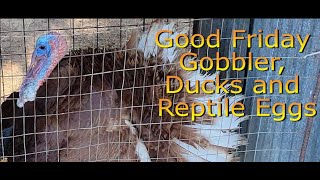Good Friday Gobbler, Ducks and Reptile Eggs
