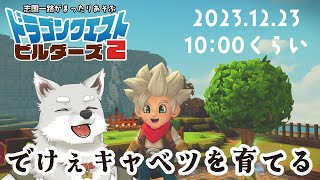 【2023.12.23】天まで届けでけぇキャベツ【ドラゴンクエストビルダーズ2】
