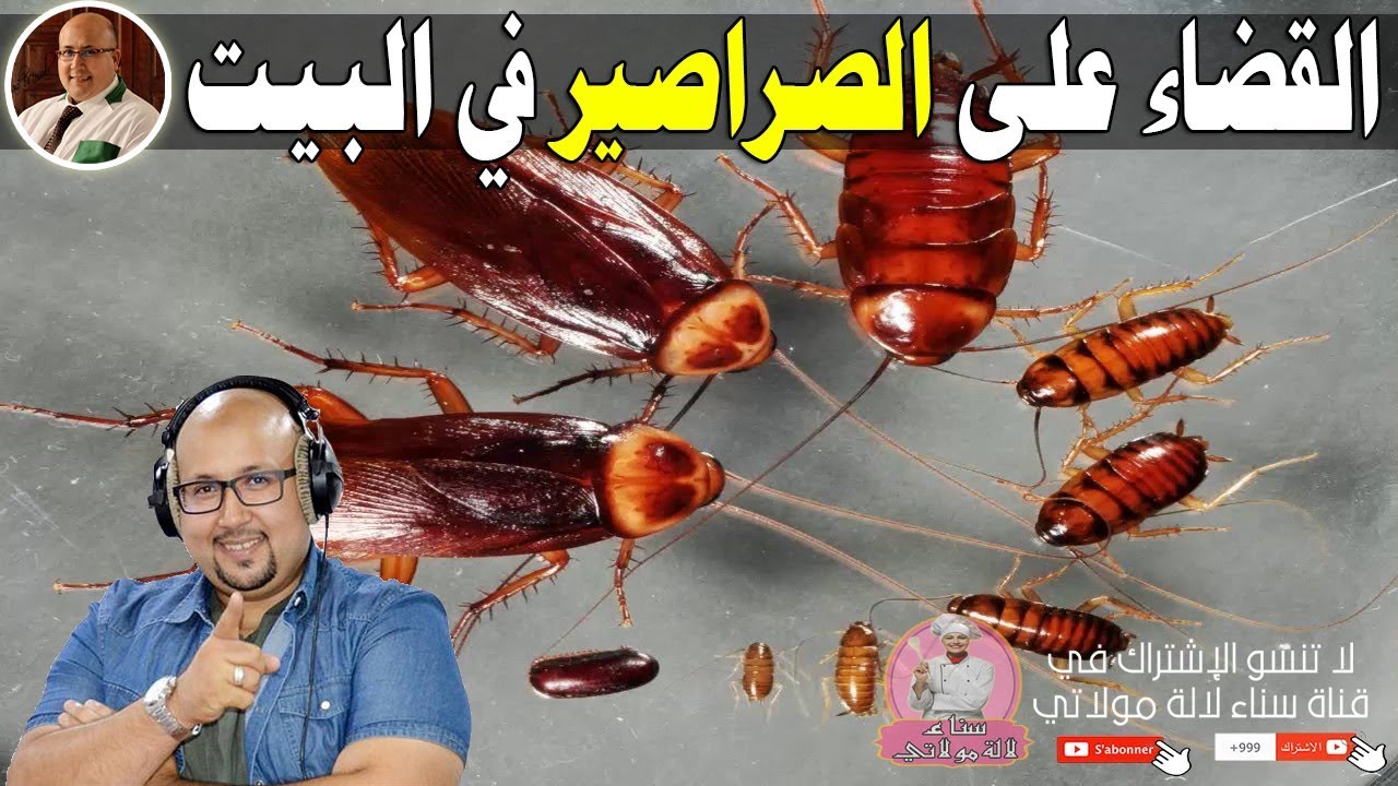 أجي نوريك كيف تهاني من سراق الزيت في البيت نهائيا - الدكتور عماد ميزاب imad mizab