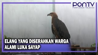 ELANG YANG DISERAHKAN WARGA ALAMI LUKA SAYAP