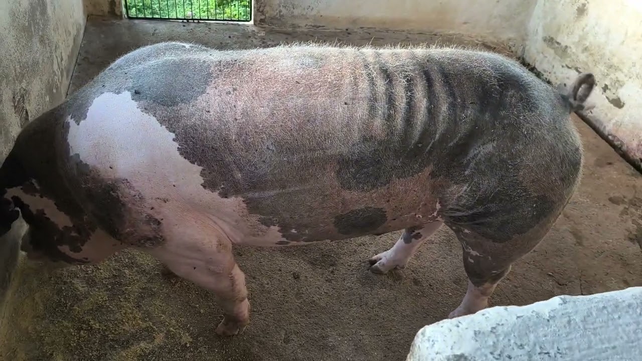 Quantos quilos de ração devo servir para o meu REPRODUTOR.#suinocultura 