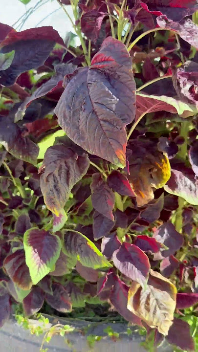 do you know? #shortfeed #ytshorts #plants
