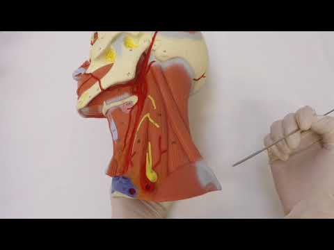Видео: Глубокие мышцы шеи Диаграмма и функции - Карты тела