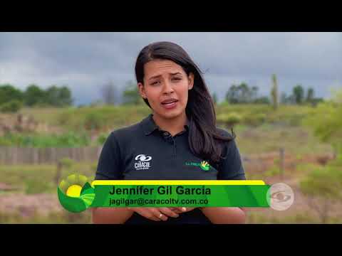 Video: La Dieta Adecuada Para Un Conejo Decorativo