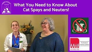 What You Need To Know About Cat Spaying And Neutering