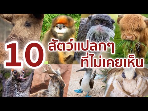 วีดีโอ: 10 สายพันธุ์ที่รวดเร็วคุณจะไม่เคยวิ่งหนี!