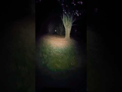 Great little flashlight