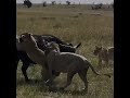 lions attack on buffalo 😱😱😮😩
