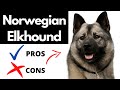 Norwegian Elkhound Pros And Cons | The Good AND The Bad!! の動画、YouTube動画。