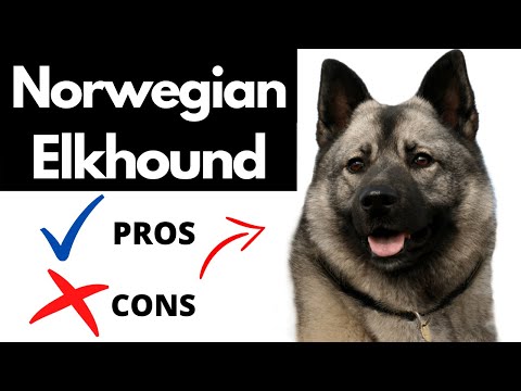 วีดีโอ: Norwegian Elkhound Dog Breed Hypoallergenic สุขภาพและอายุขัย