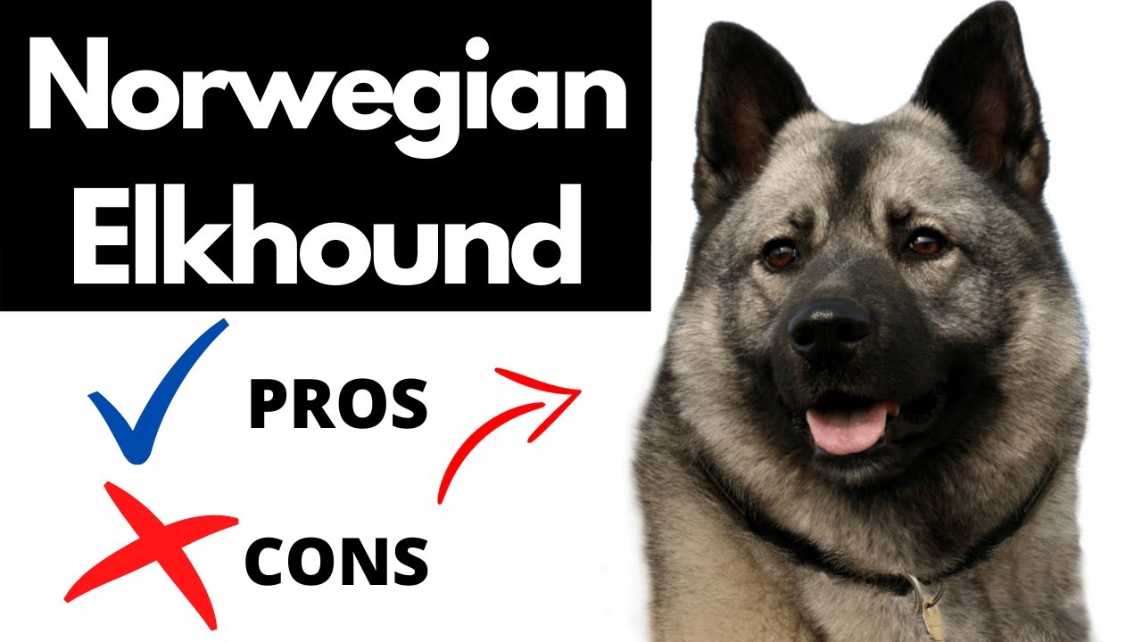 Norwegian Elkhound Pros And Cons | Should You Really Get A Norwegian Elkhound?