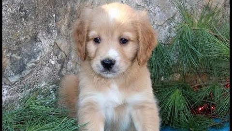 Golden retriever collie mix puppies for sale near me