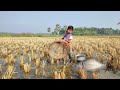 Small Boy Catching Crap Fish In Paddy Field.Real Polo Fishing 2022. Traditional Bamboo  Fish Trap.