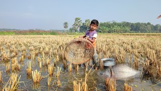 Small Boy Catching Crap Fish In Paddy Field.Real Polo Fishing 2022. Traditional Bamboo  Fish Trap.