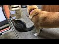 ゆき姉ちゃんには敵わない【柴犬サブ】