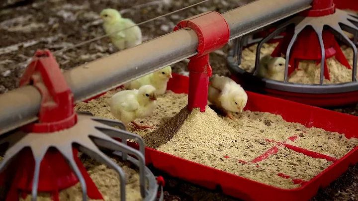 What does the inside of a Sanderson Farms chicken house look like?