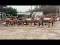 The Dinosaur Enthusiast's Delight! First Look at the Lifelike Velociraptor Restoration Model Factory