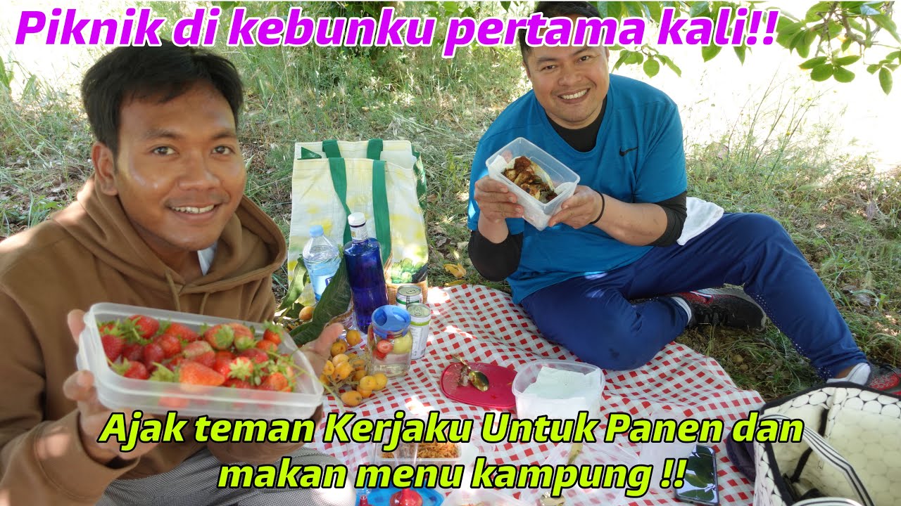 PERDANA PIKNIK BARENG TEMAN KERJAKU!! MAKAN MENU KAMPUNG DAN LANJUT PANEN!! TANPA EDIT!