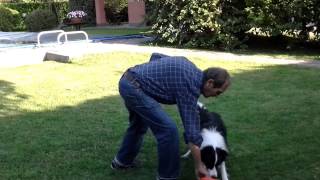 Allenamento DiscDog