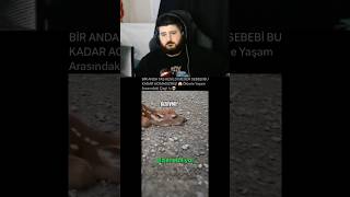 Yakup TV Yavru Geyiklerin Ölümden Kurtulma Sanatı 🦌🌿🔥