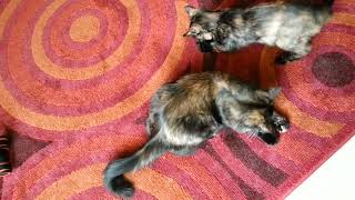 Betty & Angela Chase Laser Light! MEOW! by CAT-astrophic! 225 views 6 months ago 43 seconds