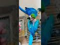 Blue gold macaw sooo cute kids  lovely