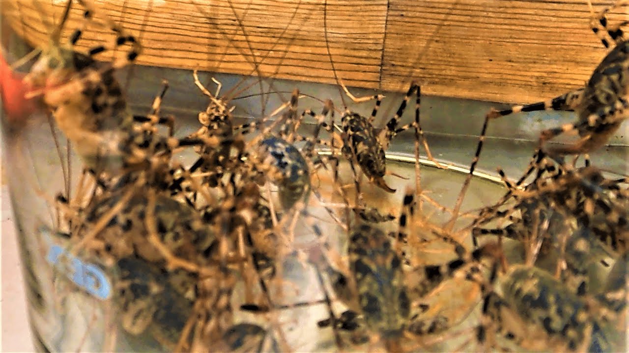 闇に潜む便所コオロギ軍を駆逐してやる Youtube