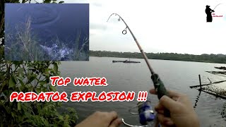 Top water predator EXPLOSION !!! detik2 sambaran ganas predator