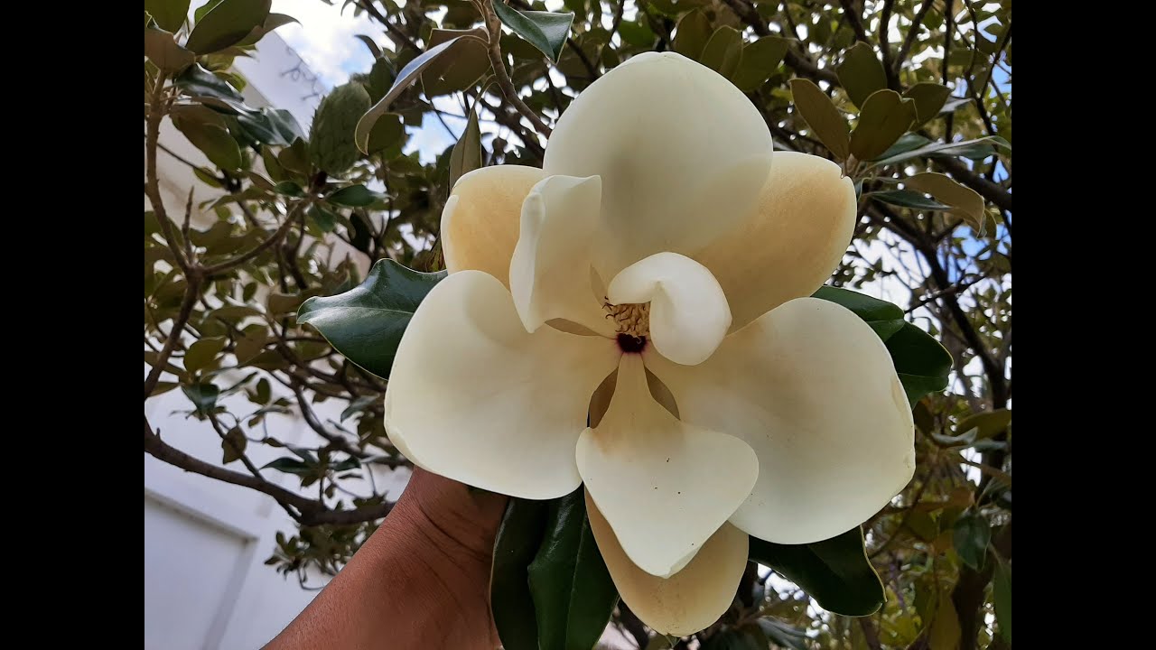 Magnolia grandiflora / Magnolio blanco / Cuidados básicos / Magnolia común  - YouTube