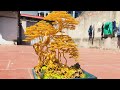 [Bonsai Handmade] Tác Phẩm mới giao lưu 1 đoạn video ngắn.