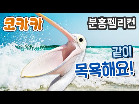 목욕하는 분홍펠리컨 [Eng sub] Pink pelican [코카카-동물나라]