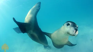 Acalmar a Mente - Música Relaxante e Fundo do Mar ♪ Meditar, Música para Dormir, Naturaleza Música