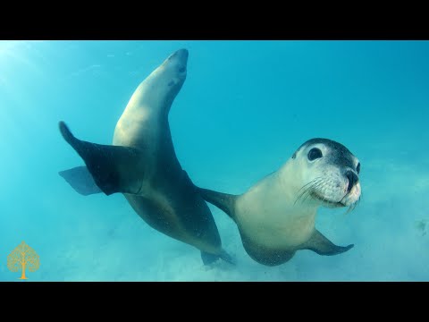 Vídeo: Com Relaxar-se Al Mar