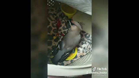 Нашли пьяную свиристель, пьяная птица