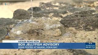 Ocean Safety issues box jellyfish advisory for Waikiki Pokai Bay